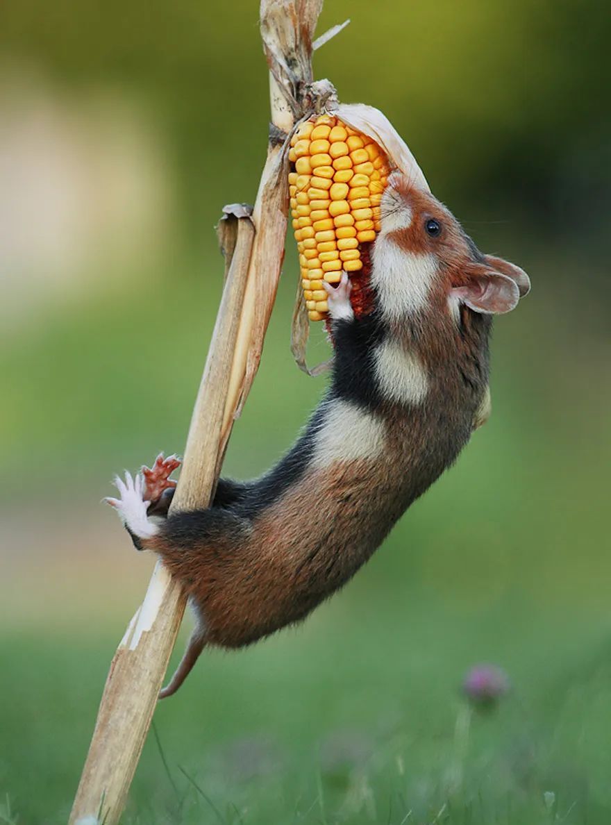 摄影师花10年拍摄仓鼠老鼠也能拍得这么美超级可爱