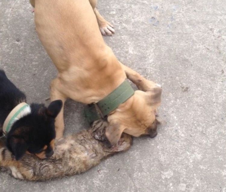 六个月比特犬凶性大发残忍杀害邻家猫咪路人看了都害怕