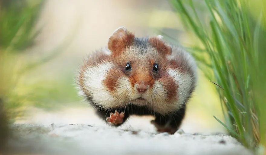 野生动物|仓鼠|摄影师_新浪新闻