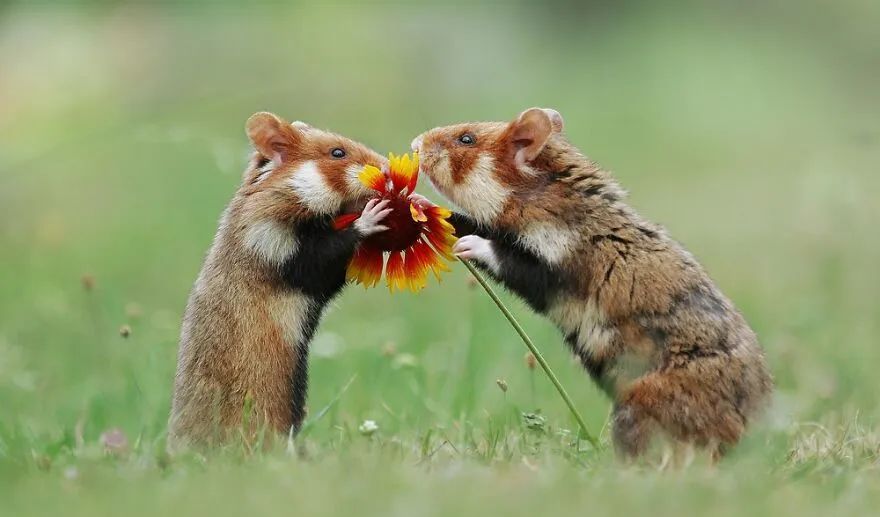 摄影师花10年拍摄仓鼠老鼠也能拍得这么美超级可爱