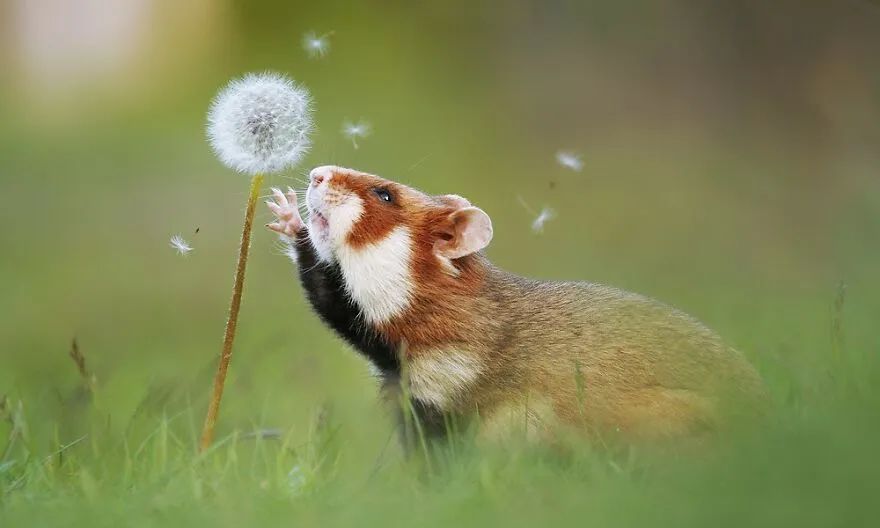 野生动物|仓鼠|摄影师_新浪新闻