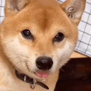 表情包来了拿图吱声开始等放假终于放假啦啦啊放假了