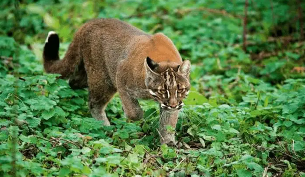 四川摩天岭发现山彪捕猎毛冠鹿吃了近1小时夜里返回继续吃