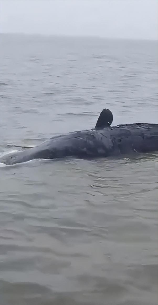 浙江渔船海上发现一具抹香鲸尸体，或为此前搁浅象山那一