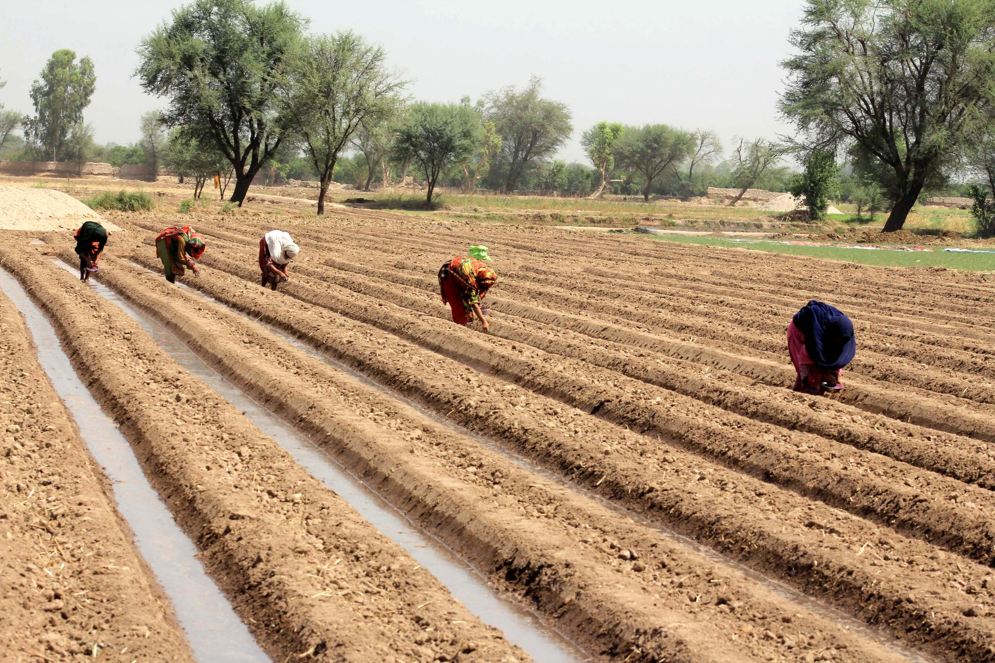 巴基斯坦棉花播种进行时