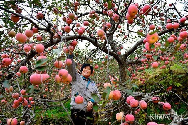 劳动者之歌｜奔赴乡村振兴主战场——记“全国工人先锋号”李保国山区开发与林果产业创新团队休闲区蓝鸢梦想 - Www.slyday.coM