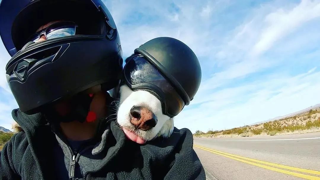 戴头盔的哈士奇帅爆全网露出真容后全是照骗