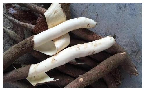 木薯既然能毒死人为何全球10亿人口还拿它当主食抵不住产量高