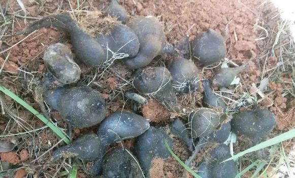 它叫乌灵参生长在白蚁窝里被炒到千元1斤有什么价值