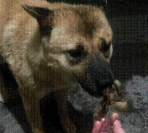 主人离世,狗狗被收养,消失一个星期后,徒步40公里跑回老房子休闲区蓝鸢梦想 - Www.slyday.coM 主人离世,狗狗被收养,消失一个星期后,徒步40公里跑回老房子休闲区蓝鸢梦想 - Www.slyday.coM