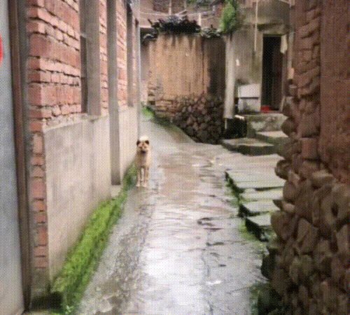 主人离世,狗狗被收养,消失一个星期后,徒步40公里跑回老房子休闲区蓝鸢梦想 - Www.slyday.coM 主人离世,狗狗被收养,消失一个星期后,徒步40公里跑回老房子休闲区蓝鸢梦想 - Www.slyday.coM