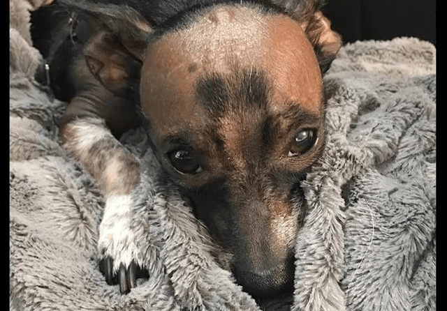 狗狗天生秃顶长相太丑三个月大就被主人遗弃长时间没人领养