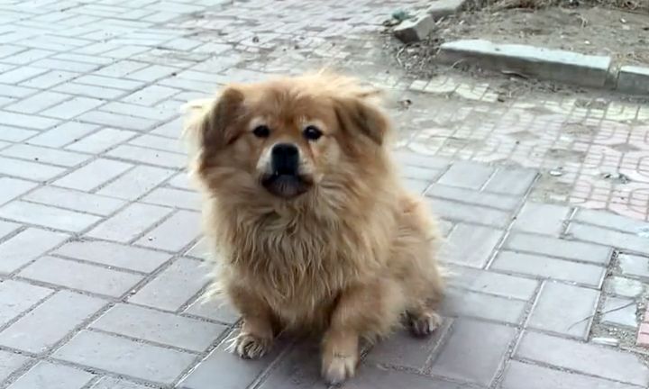 主人离世,狗狗被收养,消失一个星期后,徒步40公里跑回老房子休闲区蓝鸢梦想 - Www.slyday.coM 主人离世,狗狗被收养,消失一个星期后,徒步40公里跑回老房子休闲区蓝鸢梦想 - Www.slyday.coM