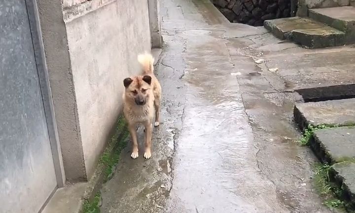 主人离世,狗狗被收养,消失一个星期后,徒步40公里跑回老房子休闲区蓝鸢梦想 - Www.slyday.coM 主人离世,狗狗被收养,消失一个星期后,徒步40公里跑回老房子休闲区蓝鸢梦想 - Www.slyday.coM