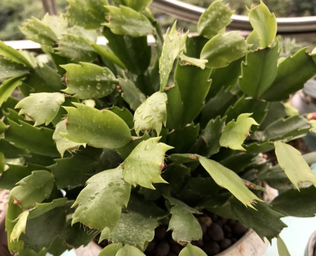 蟹爪兰入夏之前喂饱它叶子挺拔饱满不萎焉