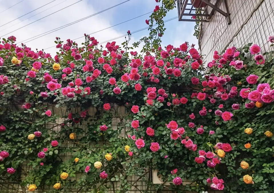 月季花墙的打造你学会了吗