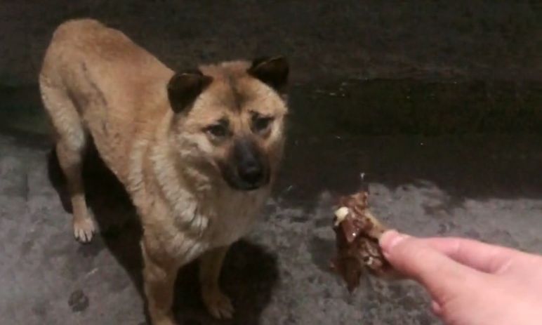 主人离世,狗狗被收养,消失一个星期后,徒步40公里跑回老房子休闲区蓝鸢梦想 - Www.slyday.coM 主人离世,狗狗被收养,消失一个星期后,徒步40公里跑回老房子休闲区蓝鸢梦想 - Www.slyday.coM