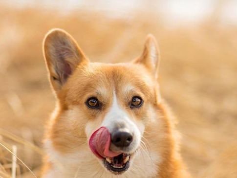 狗狗耳朵姿势不同,传达的信息也不同,原来竖耳朵有这么多意思!|狗狗|