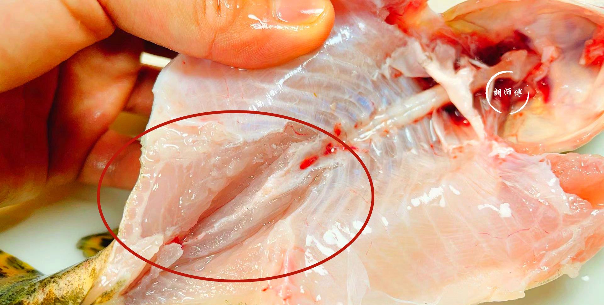 无论蒸什么鱼,这种调料不能放,很多人都会放,难怪鱼肉又老又腥休闲区蓝鸢梦想 - Www.slyday.coM