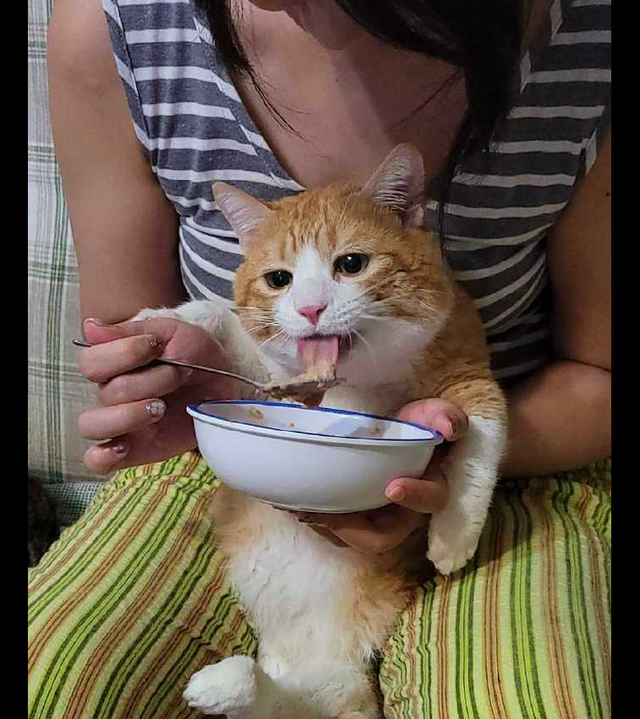 猫咪吃饭还要主人一勺一勺的喂这满脸幸福的小表情太被溺爱了