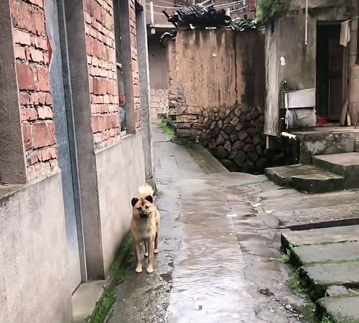 主人离世,狗狗被收养,消失一个星期后,徒步40公里跑回老房子休闲区蓝鸢梦想 - Www.slyday.coM 主人离世,狗狗被收养,消失一个星期后,徒步40公里跑回老房子休闲区蓝鸢梦想 - Www.slyday.coM