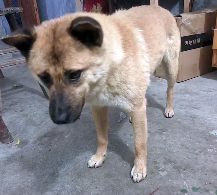 主人离世,狗狗被收养,消失一个星期后,徒步40公里跑回老房子休闲区蓝鸢梦想 - Www.slyday.coM 主人离世,狗狗被收养,消失一个星期后,徒步40公里跑回老房子休闲区蓝鸢梦想 - Www.slyday.coM