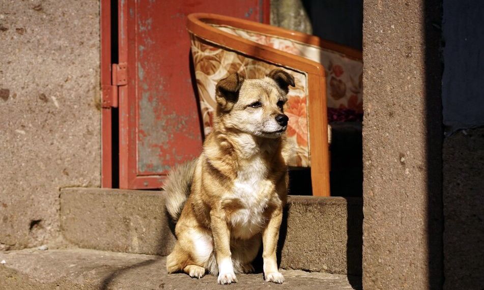 主人离世,狗狗被收养,消失一个星期后,徒步40公里跑回老房子休闲区蓝鸢梦想 - Www.slyday.coM 主人离世,狗狗被收养,消失一个星期后,徒步40公里跑回老房子休闲区蓝鸢梦想 - Www.slyday.coM