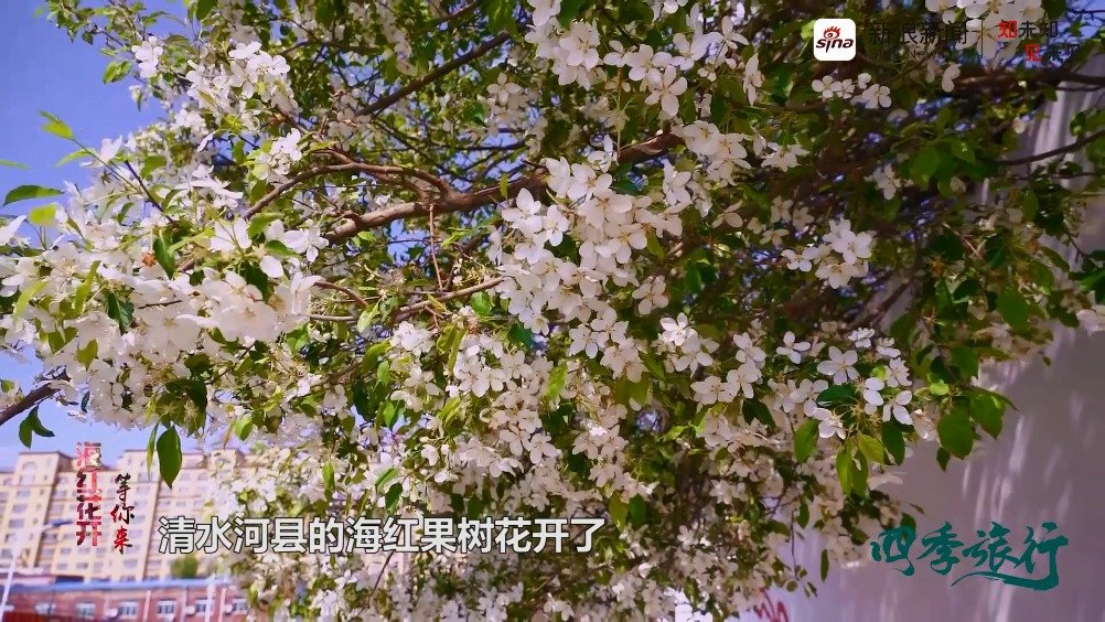 清水河县的海红果树花开了