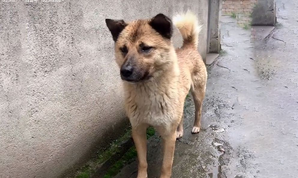 主人离世,狗狗被收养,消失一个星期后,徒步40公里跑回老房子休闲区蓝鸢梦想 - Www.slyday.coM 主人离世,狗狗被收养,消失一个星期后,徒步40公里跑回老房子休闲区蓝鸢梦想 - Www.slyday.coM