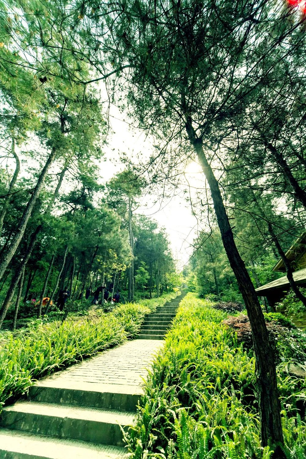 铁山坪特色步道&nbsp;铁山坪森林公园管理中心供图