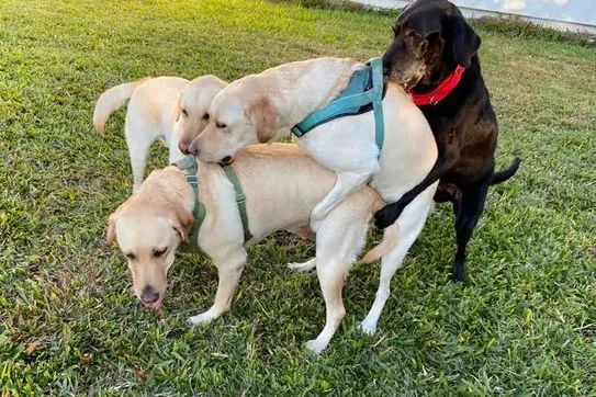 退役缉毒犬聚会可这场面有点混乱