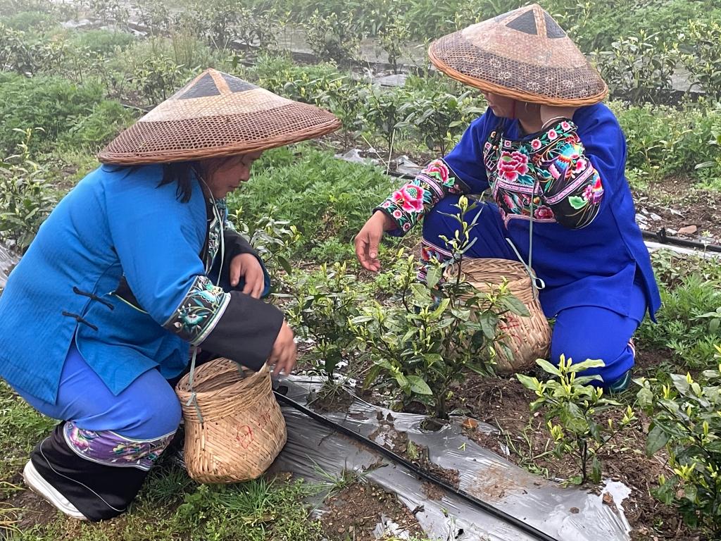 湖南省古丈县默戎镇翁草村村民采摘新茶。（采访对象供图）