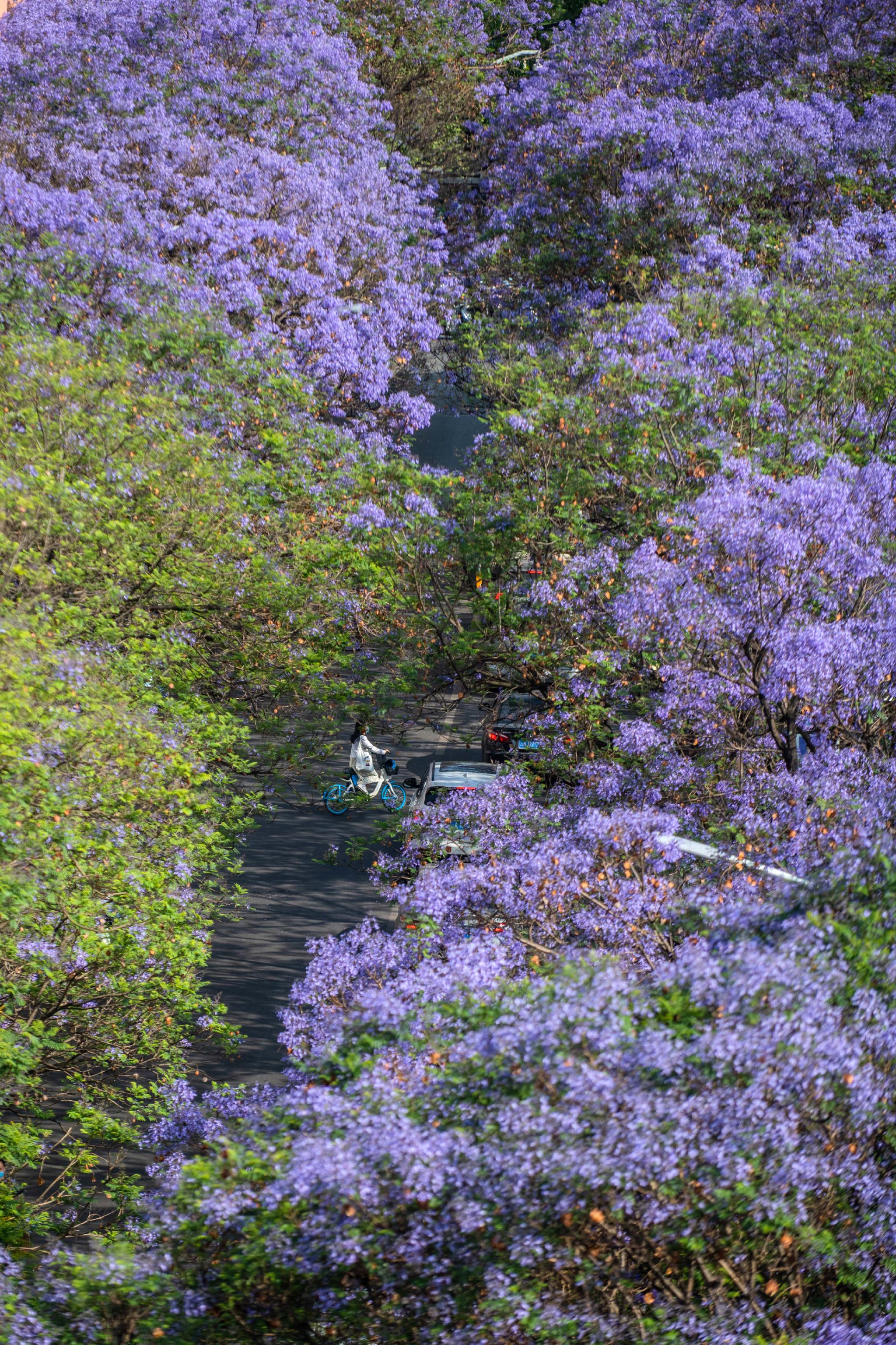 春城蓝花楹盛开|蓝花楹|胡超|昆明市_新浪新闻
