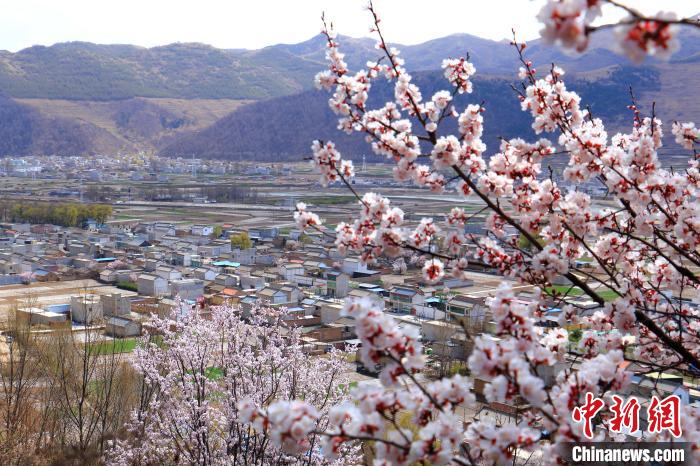 甘肃岷县杏花点缀层层梯田乡村田园风光无限