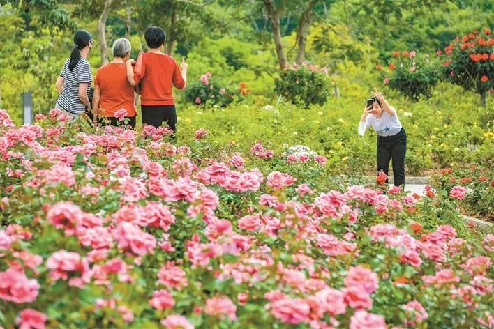 五一假期深圳最全出行攻略！内附22个公园划定帐篷区→休闲区蓝鸢梦想 - Www.slyday.coM