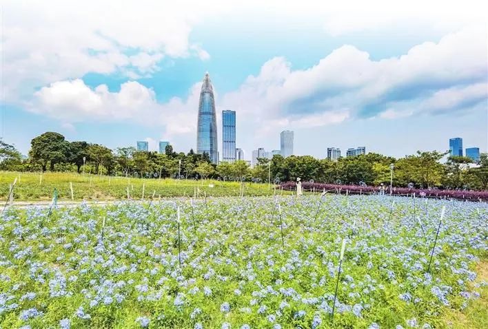 五一假期深圳最全出行攻略！内附22个公园划定帐篷区→休闲区蓝鸢梦想 - Www.slyday.coM