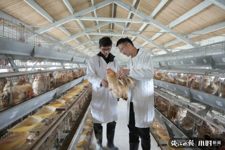 杭州钱塘江边的养殖场里差点绝种的萧山鸡保下来了