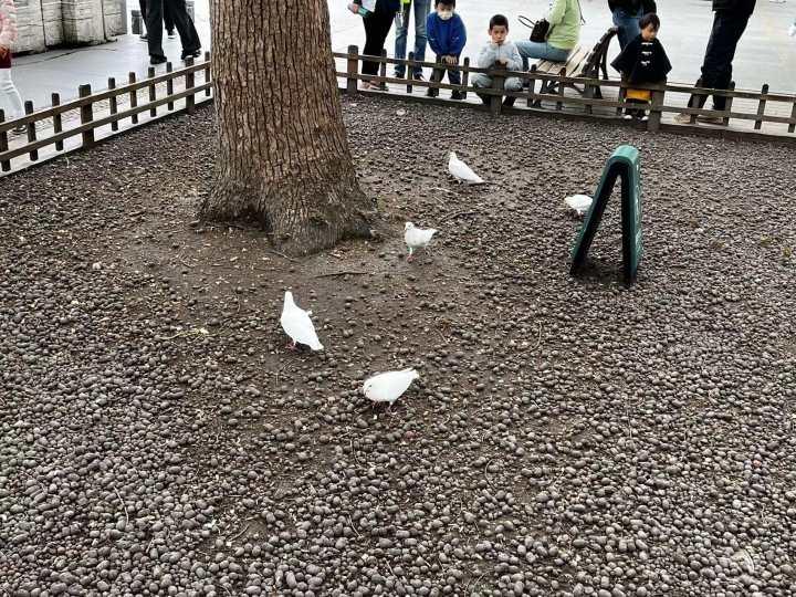 五一假期第一天，你在哪里逛？天气有点冷，雾蒙蒙的西湖别有一番清静味道休闲区蓝鸢梦想 - Www.slyday.coM