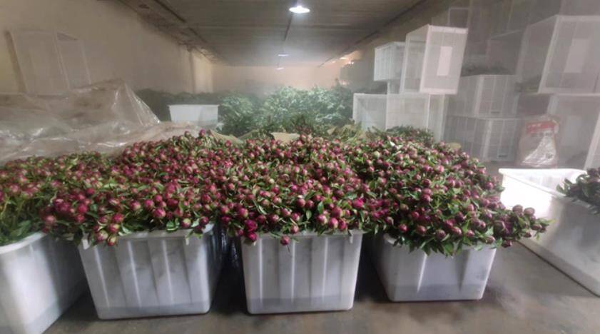 预计销量6000万支 22年菏泽牡丹芍药鲜切花 花开正盛 鲜切花 芍药 牡丹 新浪新闻 预计销量6000万支 22年菏泽牡丹芍药鲜切花 花开正盛 鲜切花 芍药 牡丹 新浪新闻