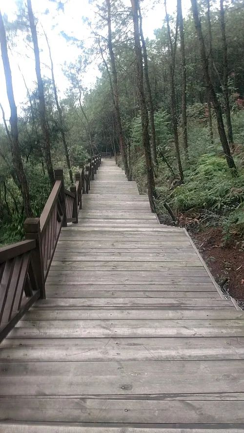 漫步山林步道醉入重庆森林