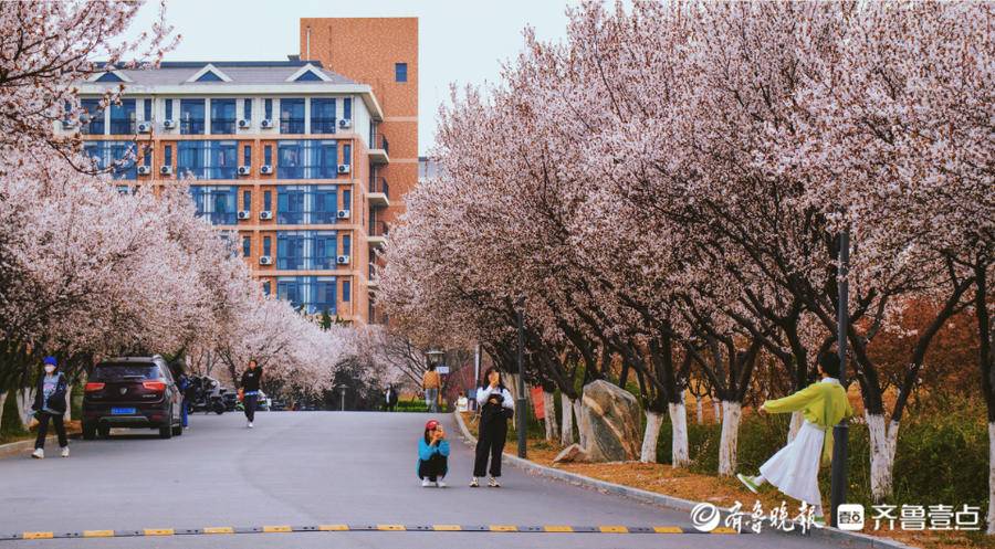 寻找山东最美大学校园|山东师范大学陈书正:师大春定格|摄影|山东省
