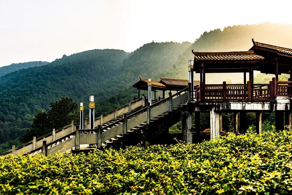 铁山坪特色步道&nbsp;&nbsp;铁山坪森林公园管理中心供图