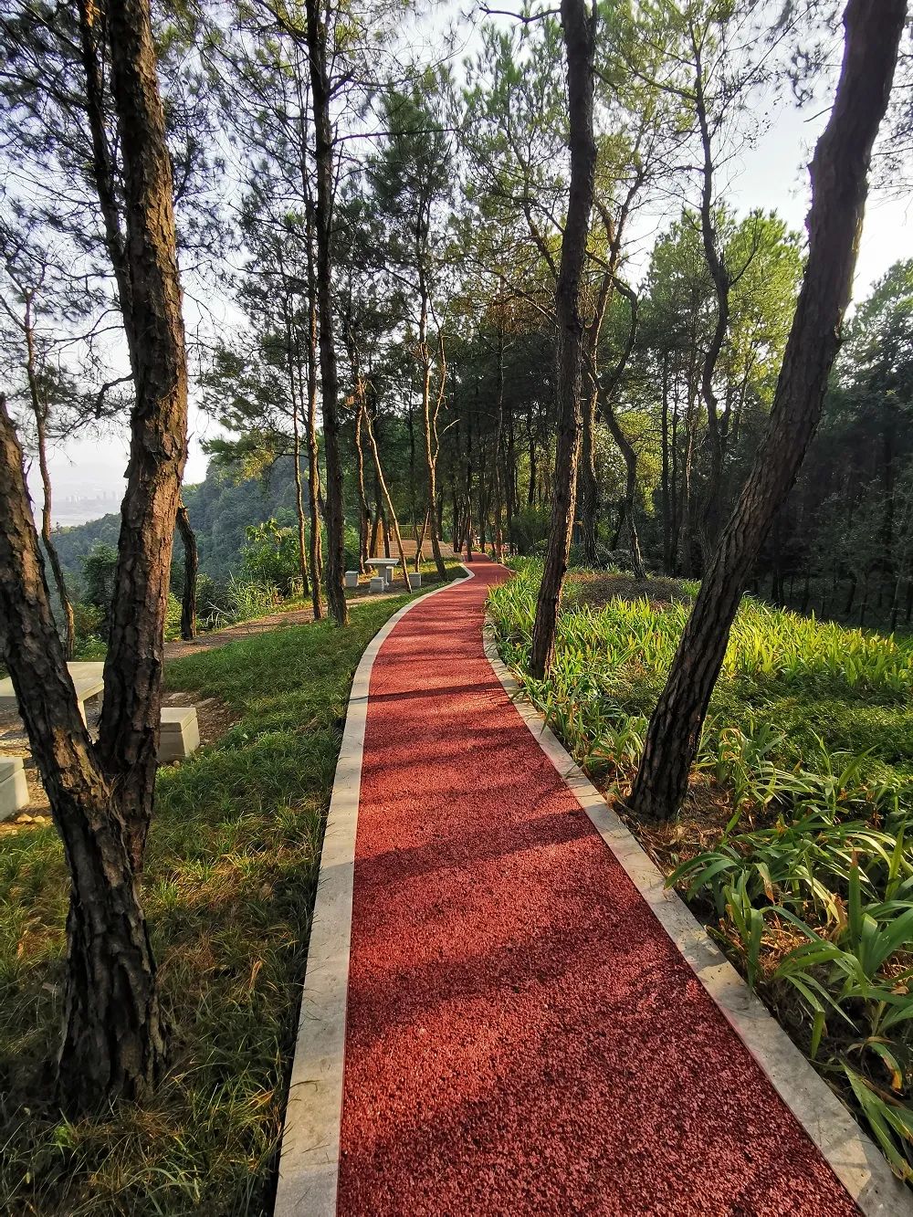 漫步山林步道醉入重庆森林