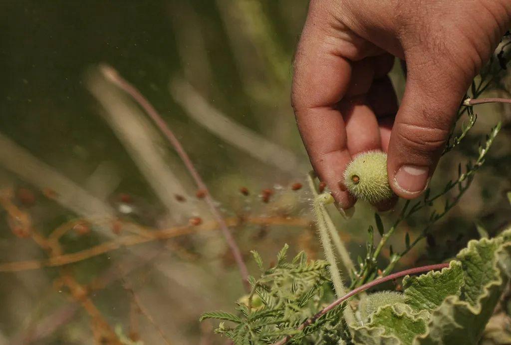 喷瓜并不适合每个地方栽种,它比较适合在五六月份的时候播种,种子浸泡