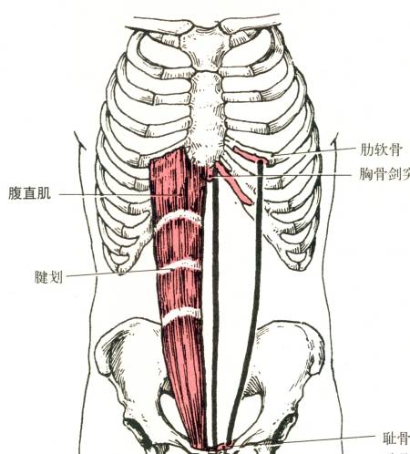 起于耻骨上缘,止于胸骨剑突及第5～7肋软骨前面