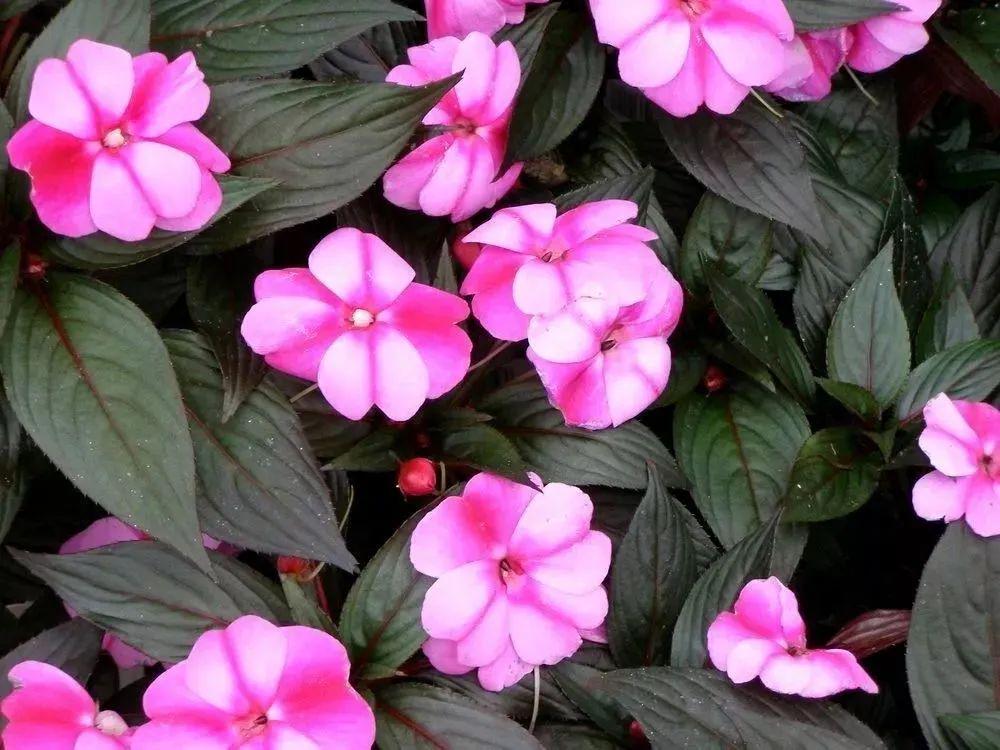 可以做到四季开花的新几内亚凤仙花花朵特别大阳台户外都能养