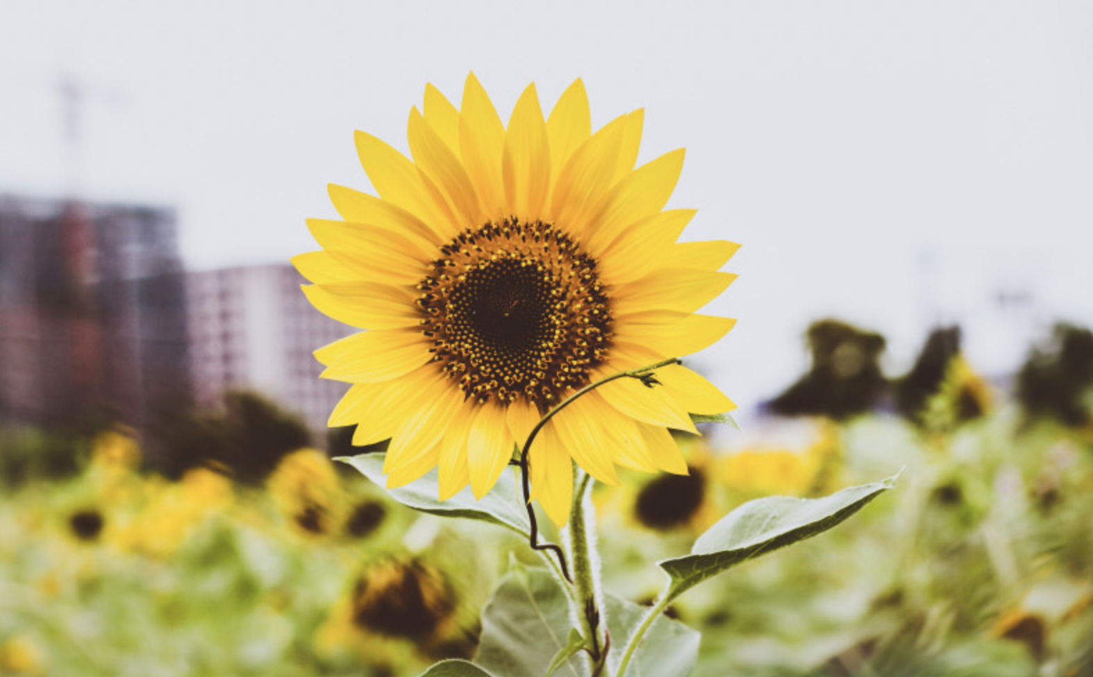 5月缘分未断分分合合再续前缘3生肖月老暗助桃花盛开