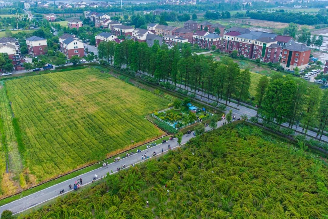 杭州有个神奇的地方，不仅乡村风景宜人，还可以采摘免费的桑葚休闲区蓝鸢梦想 - Www.slyday.coM