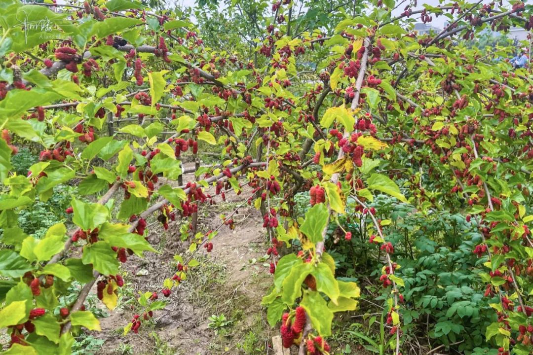 杭州有个神奇的地方，不仅乡村风景宜人，还可以采摘免费的桑葚休闲区蓝鸢梦想 - Www.slyday.coM