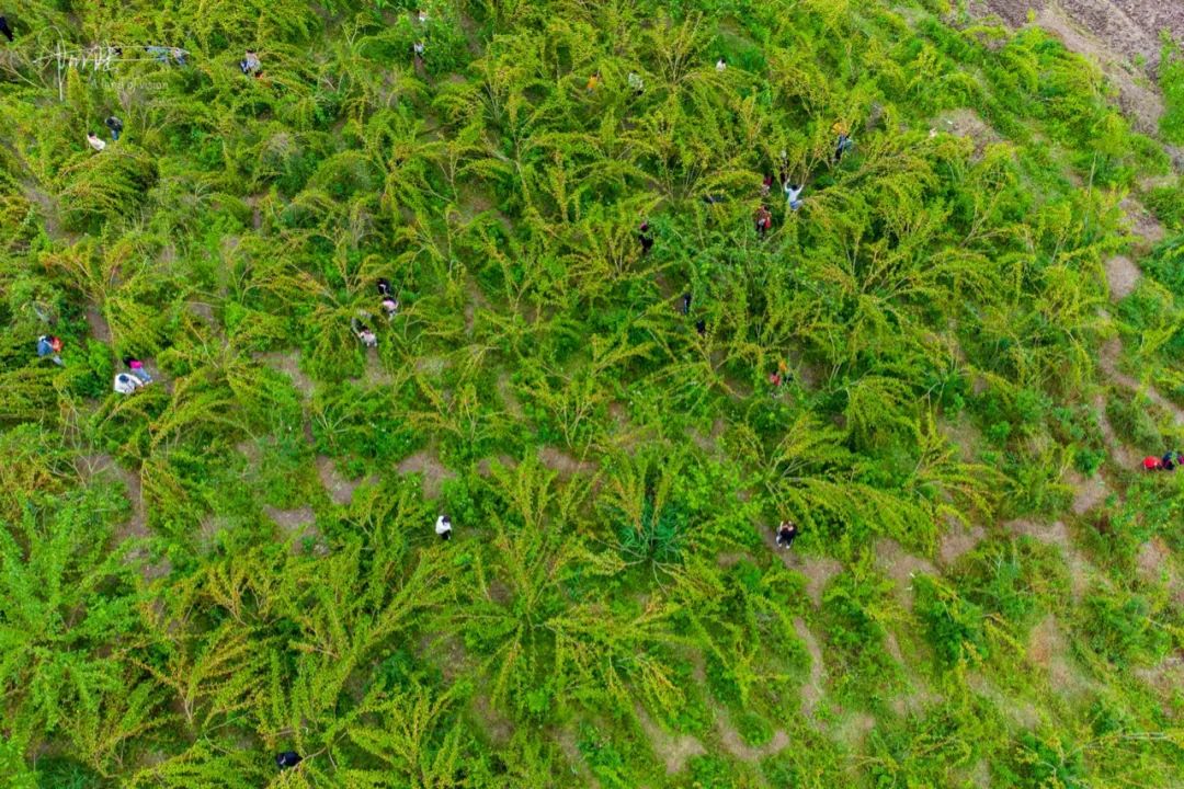 杭州有个神奇的地方，不仅乡村风景宜人，还可以采摘免费的桑葚休闲区蓝鸢梦想 - Www.slyday.coM